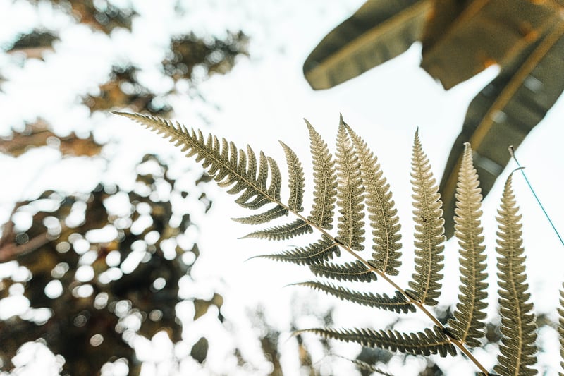 Garden Image